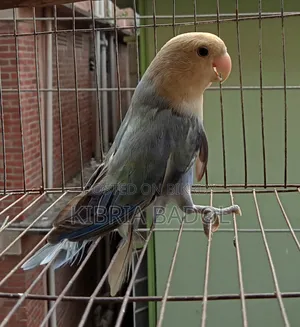Pestal Blue Opline Love Bird Adult Femail