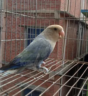 Pestal Blue Opline Love Bird Adult Femail