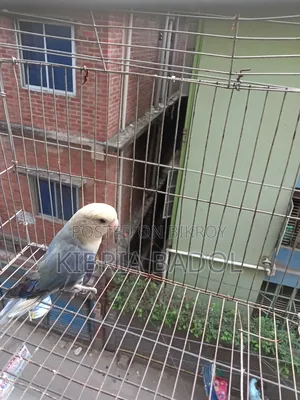 Pestal Blue Opline Love Bird Adult Femail