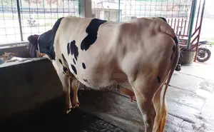 ১২৫৪নং ভালো জাতের গাভী ।