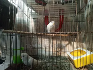 বাজিগর পাখি