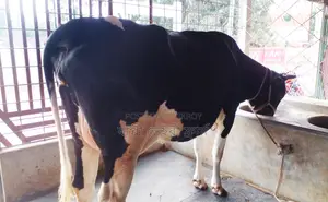 ১২৫৫নং নিঃসন্ধেহে গাভী কিনুন পোষার জন্য।