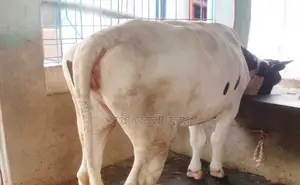 No. 1255 Improved Breed Heifer.