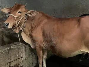 ৯ মাসের গর্ভবতী গাভী