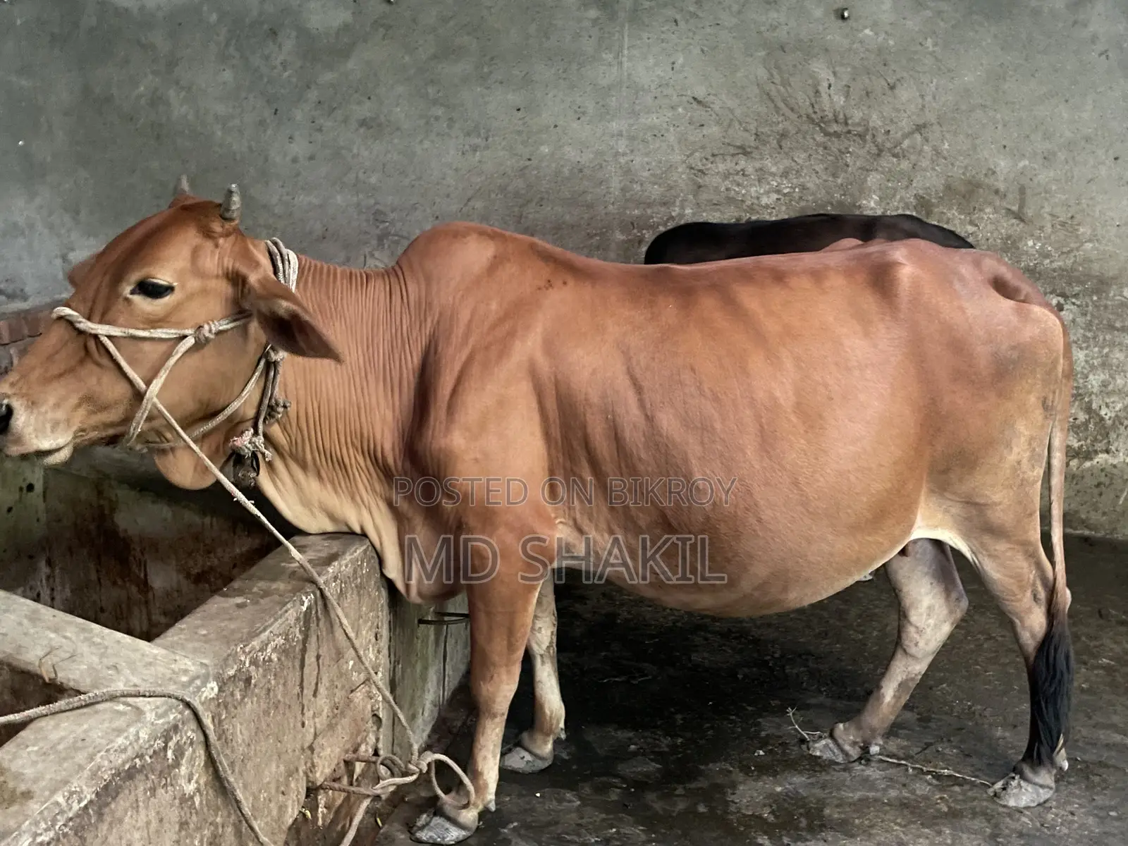 ৯ মাসের গর্ভবতী গাভী