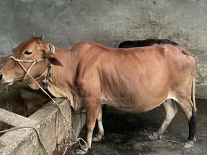 ৯ মাসের গর্ভবতী গাভী