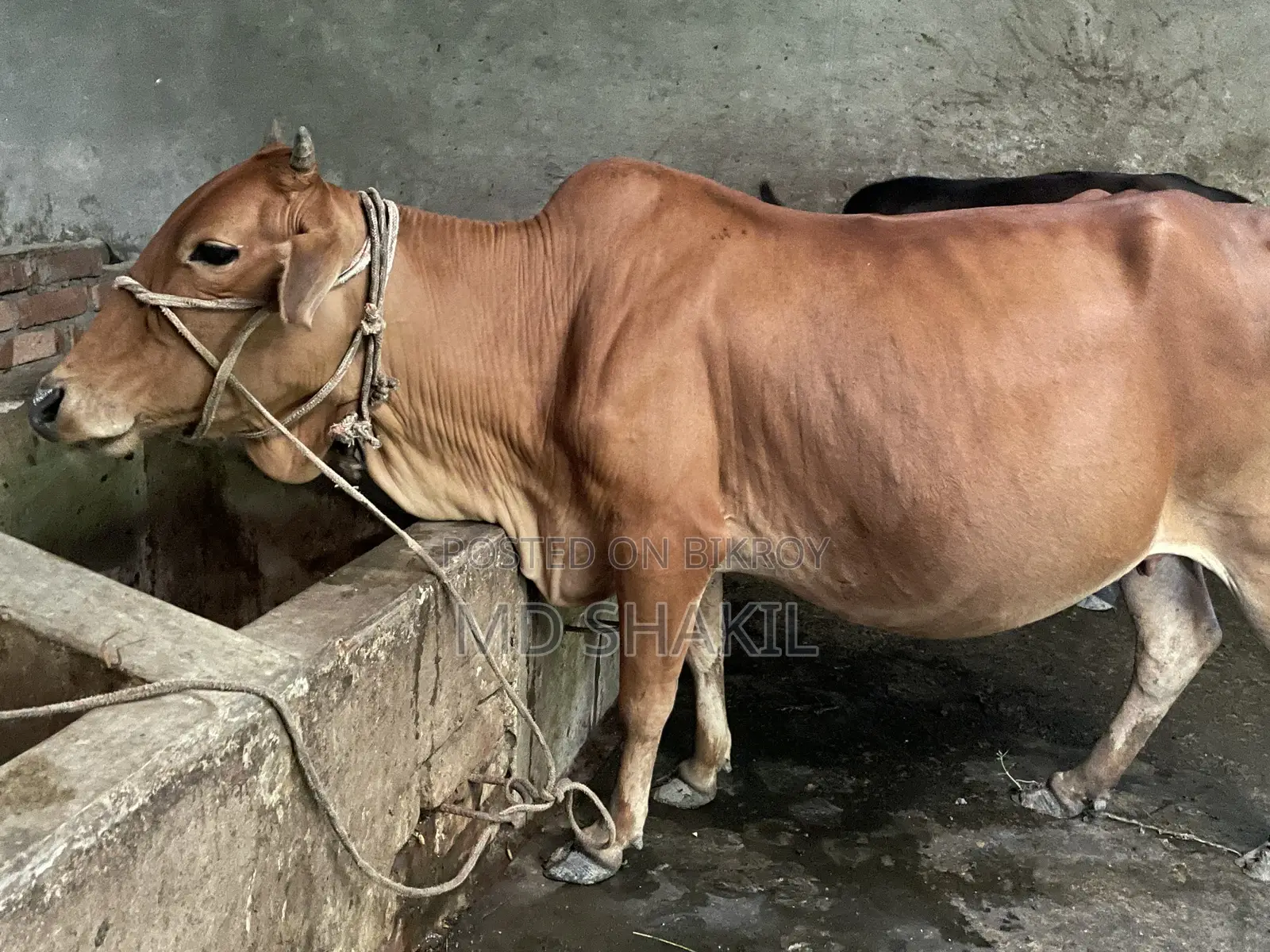 ৯ মাসের গর্ভবতী গাভী