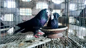 মুখ্য রানিং পেয়ার