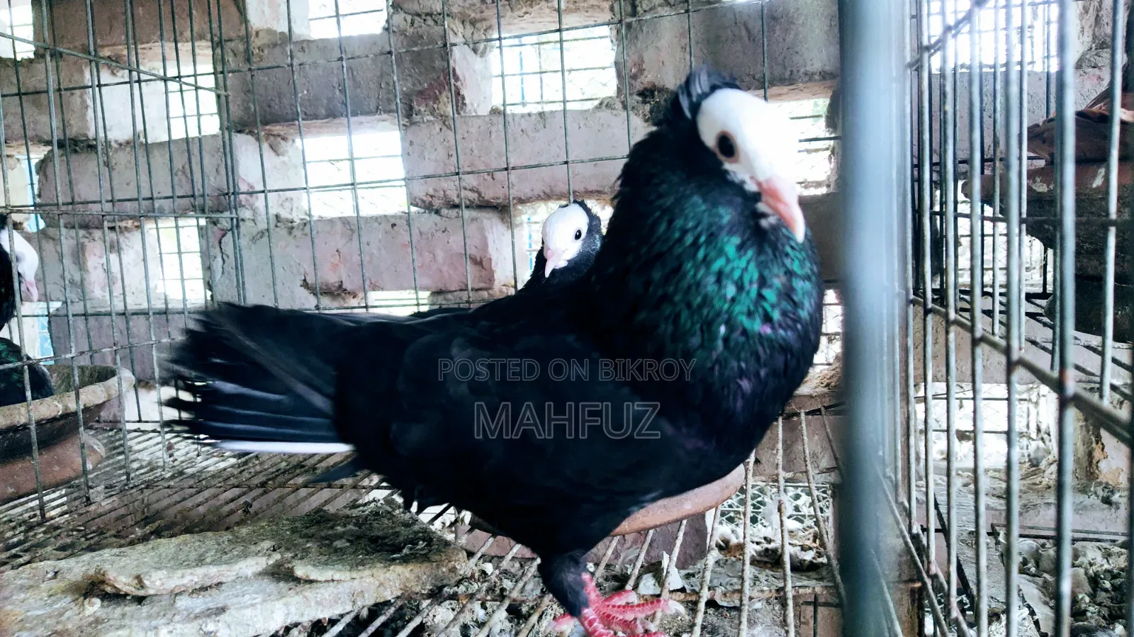 Mukkhy Running Pear