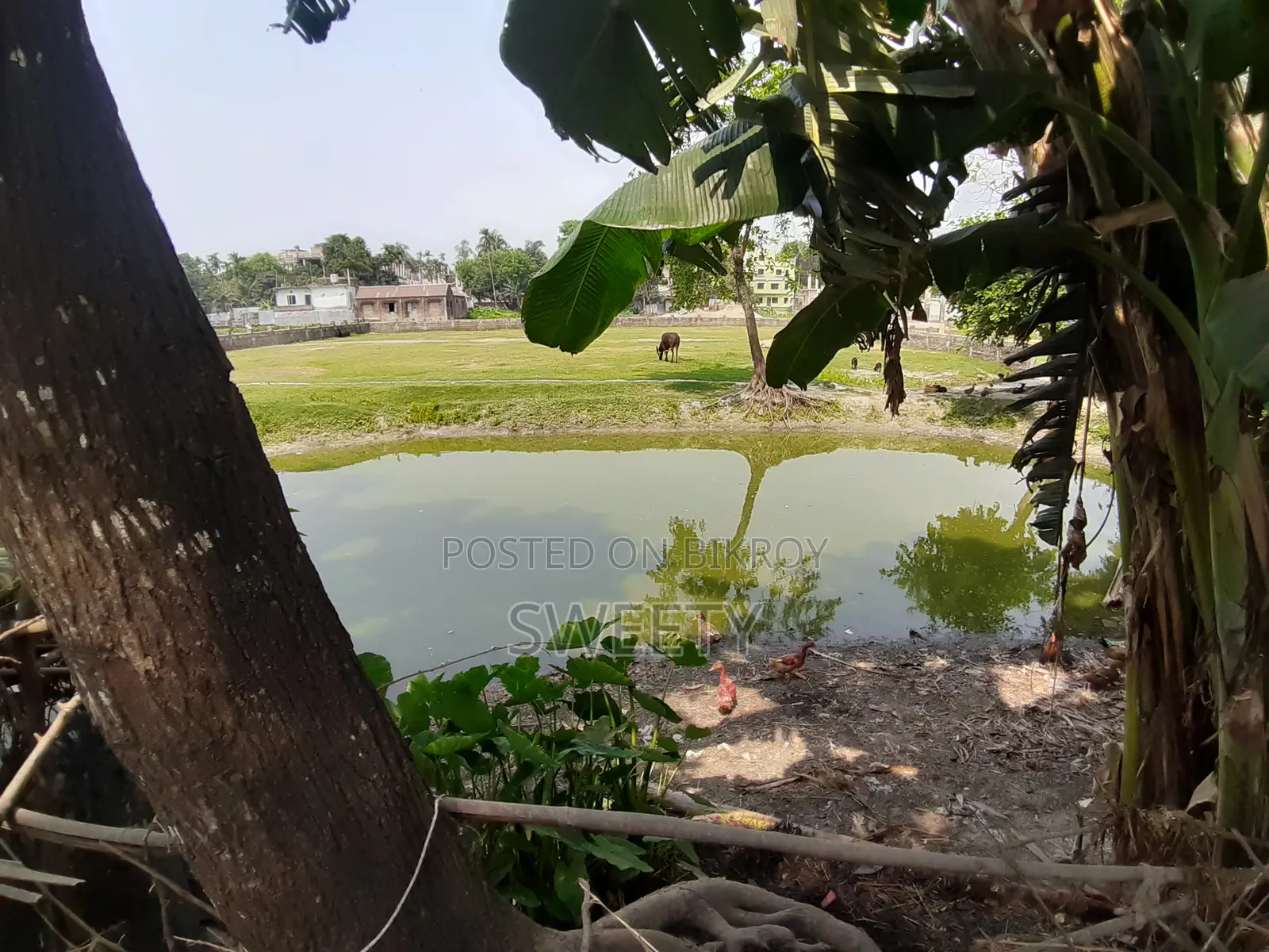 15 Shotansho Land for Sale | 5 Minutes from Rangpur Shapla, Behind Shotoronggi