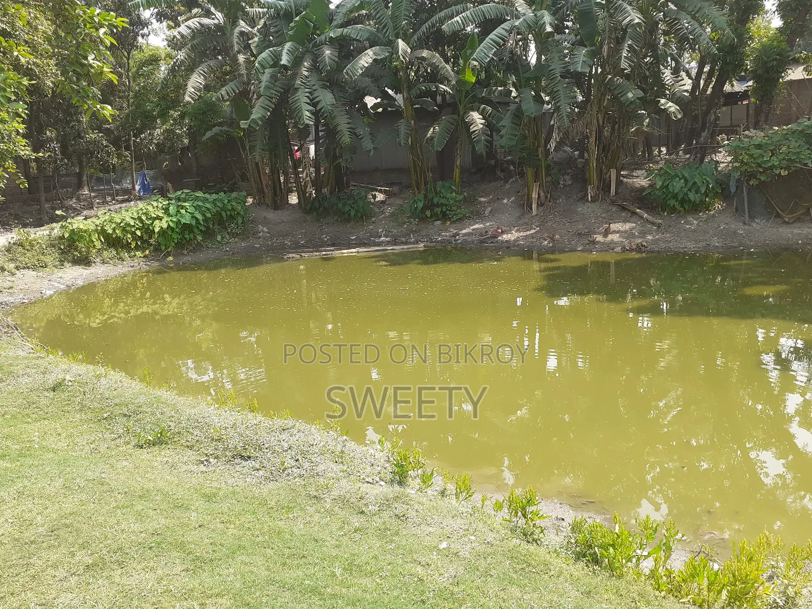 15 Shotansho Land for Sale | 5 Minutes from Rangpur Shapla, Behind Shotoronggi