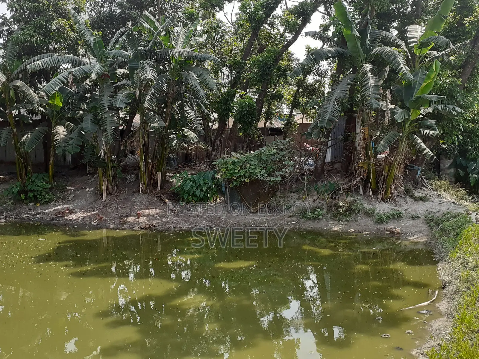 15 Shotansho Land for Sale | 5 Minutes from Rangpur Shapla, Behind Shotoronggi