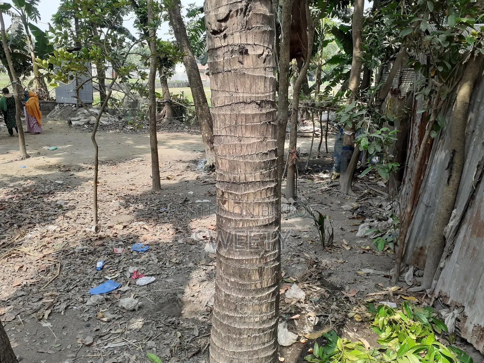15 Shotansho Land for Sale | 5 Minutes from Rangpur Shapla, Behind Shotoronggi
