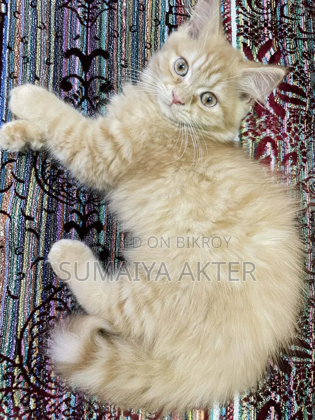 1-3 Months Male Purebred Persian