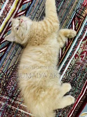 1-3 Months Male Purebred Persian