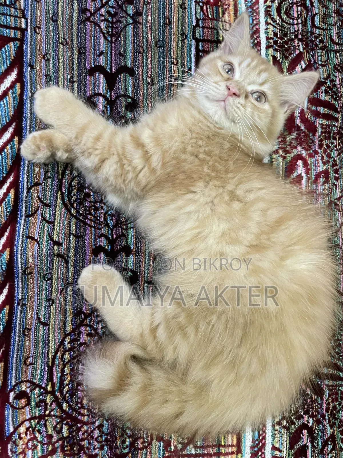 1-3 Months Male Purebred Persian