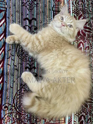 1-3 Months Male Purebred Persian