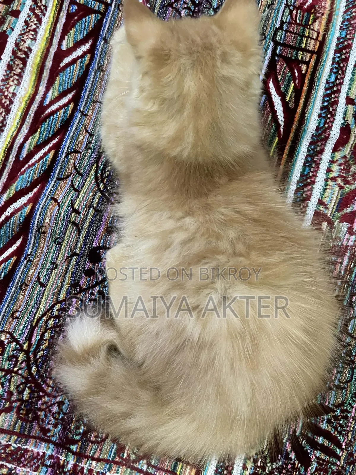 1-3 Months Male Purebred Persian