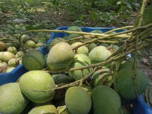 Mango (আম) Formalin Free