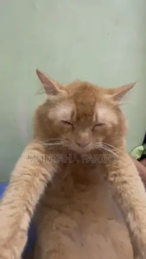 6-12 Months Female Mixed Breed Persian