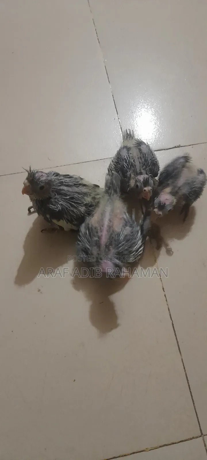 Cockatiel Birds