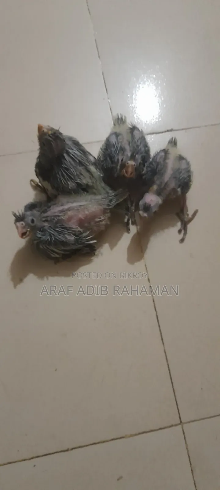 Cockatiel Birds