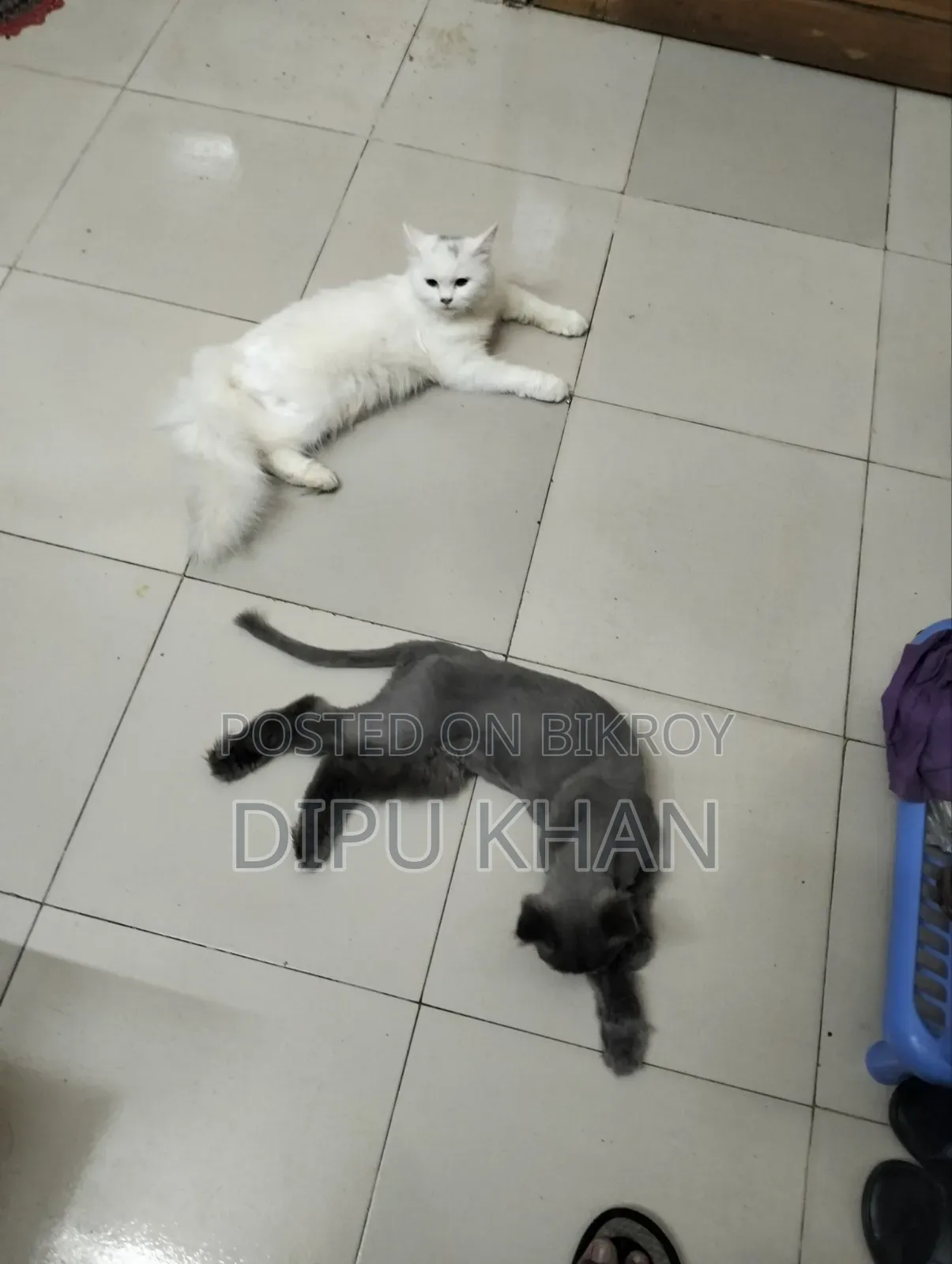 1+ Year Male Purebred British Shorthair