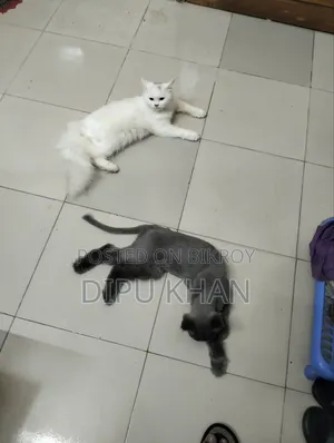 1+ Year Male Purebred British Shorthair