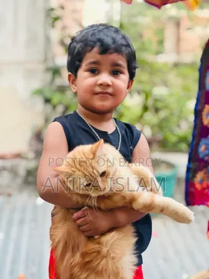৬-১২ মাস বয়সী মিক্সড ব্রিড ম্যাঙ্কস বিড়াল
