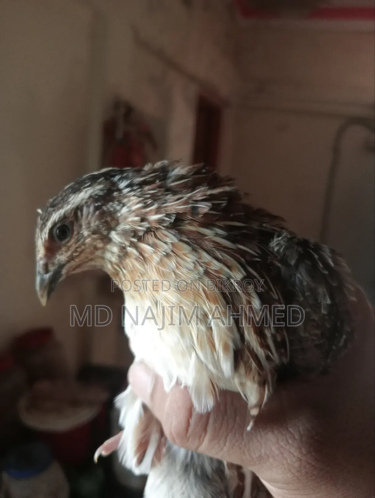 10 Male Quail Birds for Sale