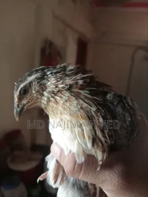10 Male Quail Birds for Sale