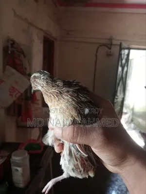 10 Male Quail Birds for Sale