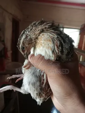 10 Male Quail Birds for Sale