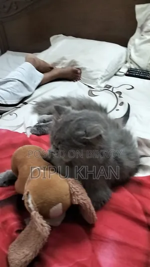 1+ Year Male Purebred British Shorthair