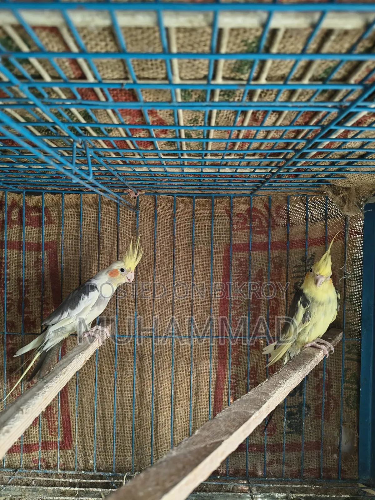 ককাটেল ফিমেল