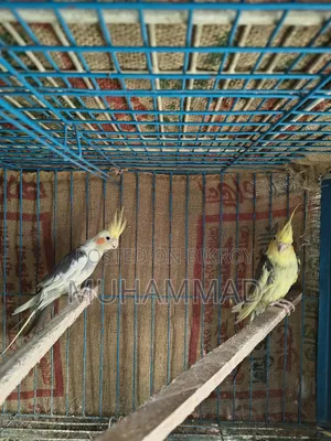 ককাটেল ফিমেল