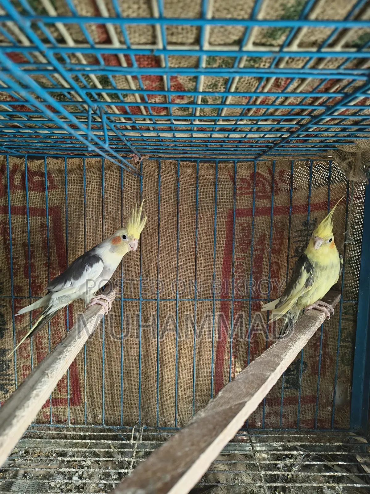 ককাটেল ফিমেল