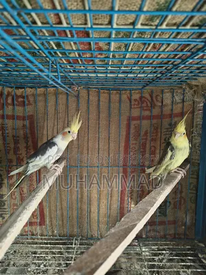 ককাটেল ফিমেল