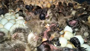 One-day-old ducklings of all breeds for sale