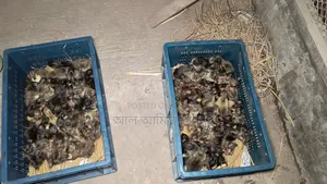 এক দিন বয়সের সকল প্রকার হাঁসের বাচ্চা বিক্রি করা হবে