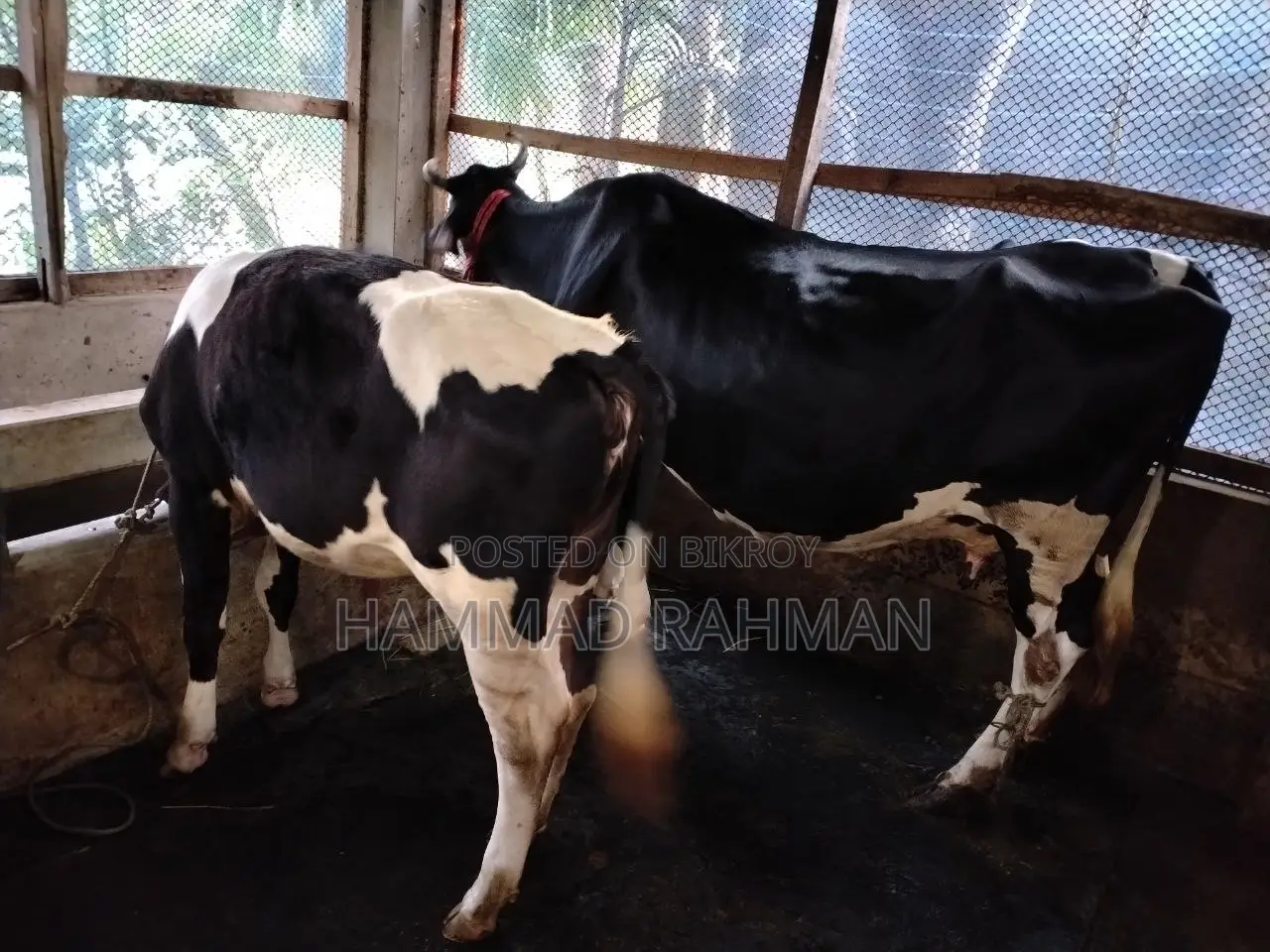 ২ টি হলস্টাইন ফ্রিজিয়ান গাভী