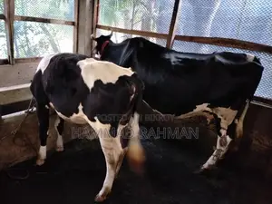 ২ টি হলস্টাইন ফ্রিজিয়ান গাভী