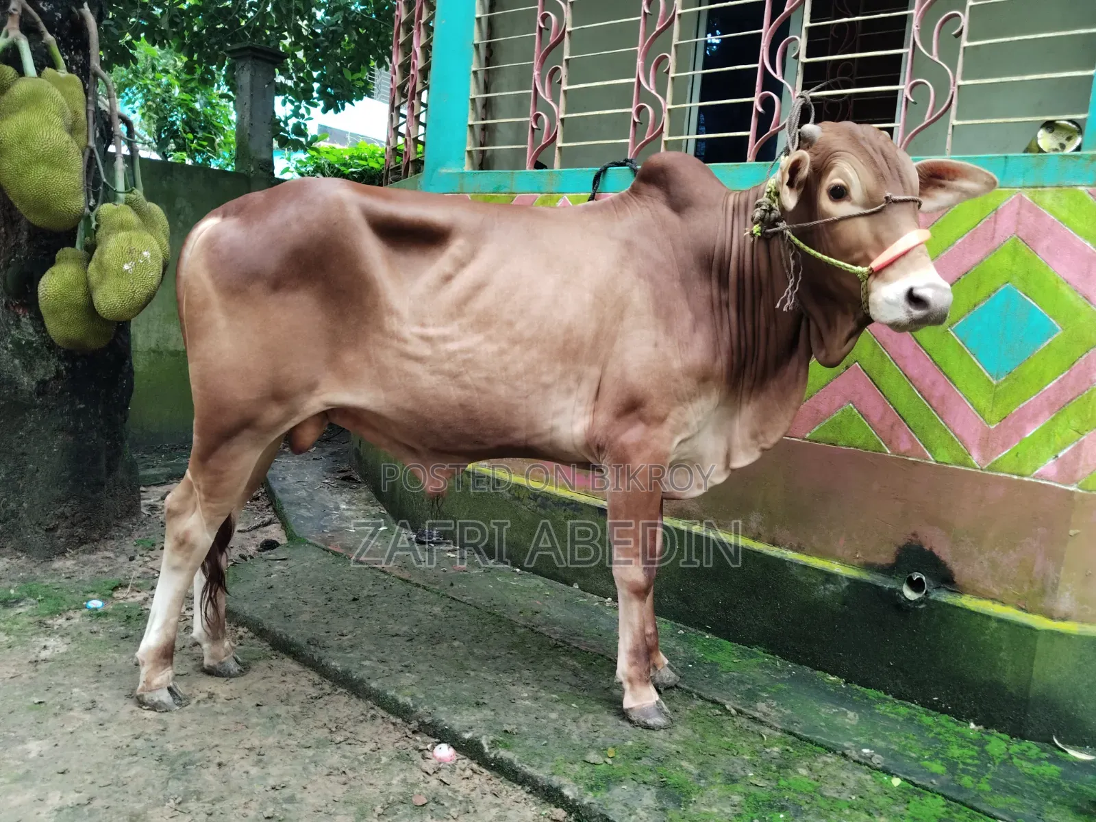 গরু বিক্রয় হবে