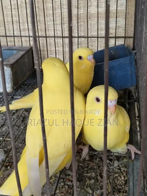১ জোড়া লুটিনো বার্ডগিস লাল চোখ