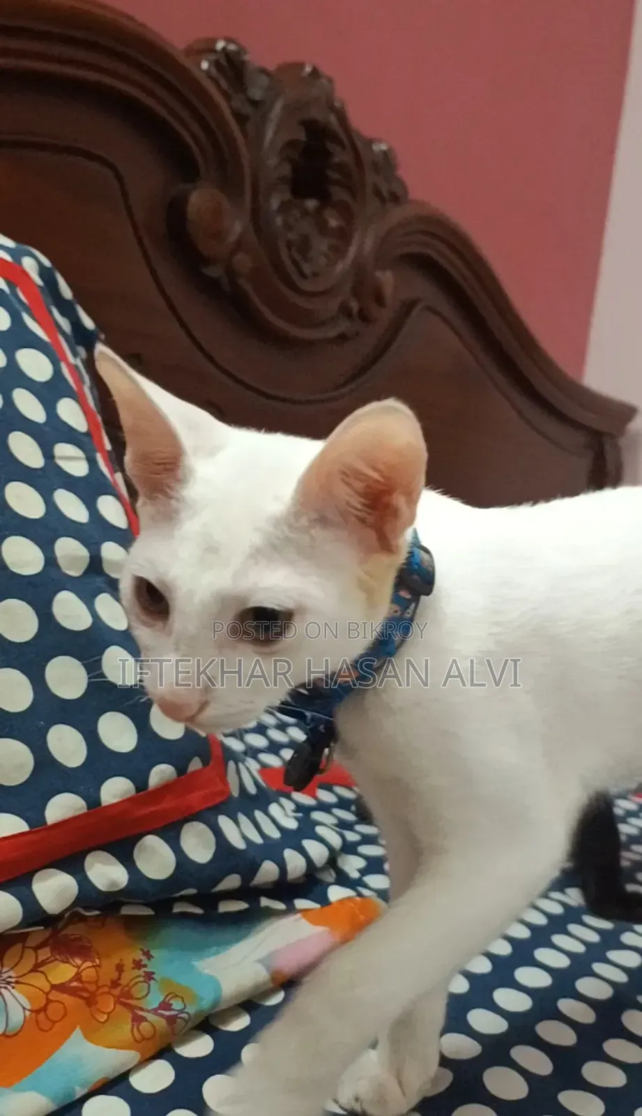 3-6 Months Male Mixed Breed Cat