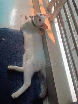 3-6 Months Male Mixed Breed Cat