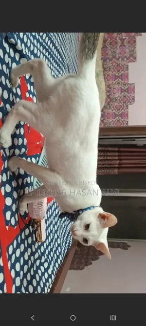 3-6 Months Male Mixed Breed Cat