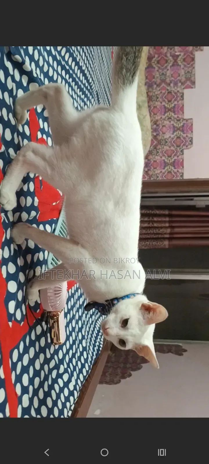 3-6 Months Male Mixed Breed Cat