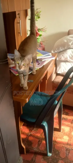 6-12 Months Male Mixed Breed Cat