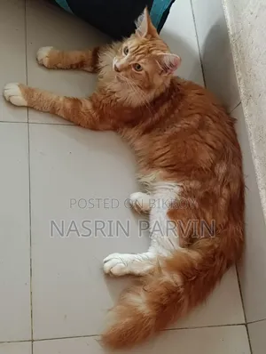3-6 Months Male Purebred Maine Coon